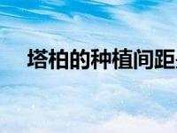 塔柏的种植间距是多少（塔柏种植技术）