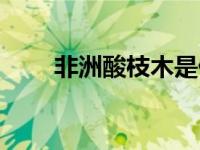 非洲酸枝木是什么木（非洲酸枝木）