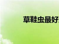 草鞋虫最好消灭方法（草鞋虫）