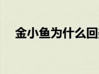 金小鱼为什么回美国（金小鱼丈夫是谁）