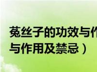 菟丝子的功效与作用及禁忌症（菟丝子的功效与作用及禁忌）