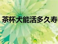 茶杯犬能活多久寿命多长（茶杯犬能活多久）