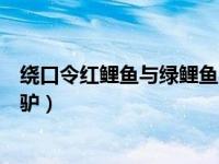 绕口令红鲤鱼与绿鲤鱼与驴文字（绕口令红鲤鱼与绿鲤鱼与驴）