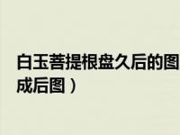 白玉菩提根盘久后的图片（白玉菩提根怎么盘白玉菩提根盘成后图）