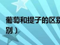 葡萄和提子的区别营养功效（葡萄和提子的区别）