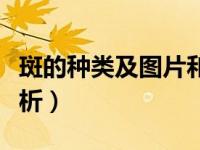 斑的种类及图片和名称（斑的种类及图片及解析）