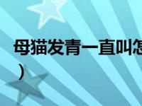 母猫发青一直叫怎么治（猫发情一直叫怎么办）