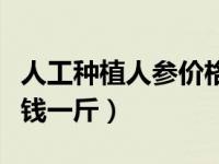 人工种植人参价格多少钱一斤（人参价格多少钱一斤）