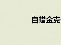 白蜡金克什么（金克什么）