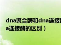 dna聚合酶和dna连接酶的区别高中生物（dna聚合酶和dna连接酶的区别）