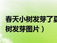 春天小树发芽了夏天小树长满了叶子（春天小树发芽图片）