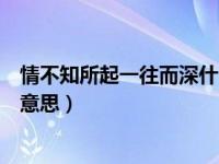 情不知所起一往而深什么意思呢（情不知所起一往而深什么意思）