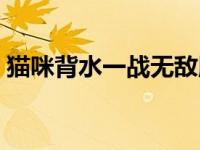 猫咪背水一战无敌版（猫咪背水一战英文版）