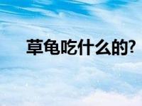 草龟吃什么的?（今日草龟吃什么食物）