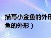 描写小金鱼的外形和动作（今日如何描写小金鱼的外形）