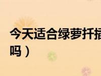 今天适合绿萝扦插吗（今日绿萝吸甲醛效果好吗）