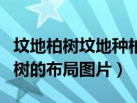 坟地柏树坟地种柏树注意事项（今日坟地栽柏树的布局图片）