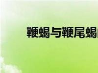 鞭蝎与鞭尾蝎的区别（今日鞭尾蝎）