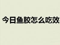 今日鱼胶怎么吃效果最好（今日鱼胶怎么吃）