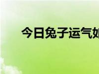 今日兔子运气如何（今日兔子怎么杀）