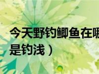 今天野钓鲫鱼在哪好钓（今日夜钓鲫鱼钓深还是钓浅）
