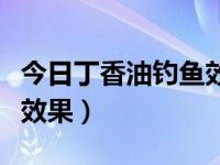 今日丁香油钓鱼效果怎么样（今日丁香油钓鱼效果）