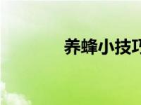 养蜂小技巧（今日怎样养蜂）