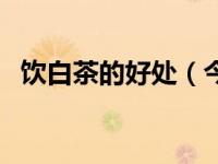 饮白茶的好处（今日喝白茶的好处和坏处）