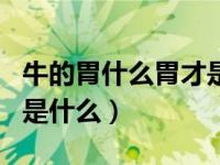 牛的胃什么胃才是真正的胃（今日牛真正的胃是什么）
