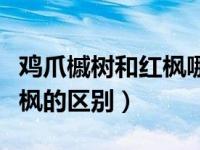 鸡爪槭树和红枫哪个价格高（今日鸡爪槭和红枫的区别）