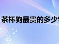 茶杯狗最贵的多少钱一只（今日茶杯狗50元）