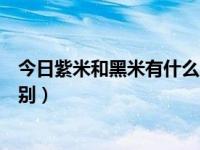 今日紫米和黑米有什么区别图片（今日紫米和黑米有什么区别）
