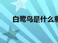 白鹭鸟是什么意思（今日白鹭鸟简介）
