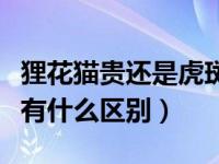 狸花猫贵还是虎斑猫贵（今日狸花猫和虎斑猫有什么区别）