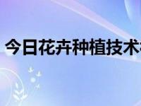今日花卉种植技术视频（今日花卉种植技术）