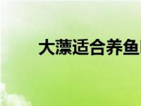 大薸适合养鱼吗（今日大薸怎么养）
