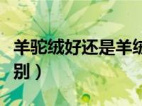 羊驼绒好还是羊绒好（今日羊驼绒和羊绒的区别）