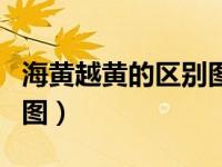 海黄越黄的区别图解（今日海黄和越黄的区别图）