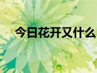 今日花开又什么（今日花开花落自有时）