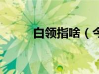 白领指啥（今日白领是什么职业）