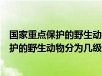 国家重点保护的野生动物分为哪几个级别（今日国家重点保护的野生动物分为几级）
