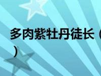 多肉紫牡丹徒长（今日多肉紫牡丹的叶片下翻）