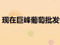 现在巨峰葡萄批发价格（今日巨峰葡萄产地）