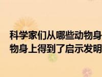 科学家们从哪些动物身上得到的启示（今日科学家从哪些动物身上得到了启示发明了什么）