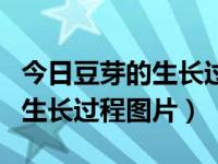 今日豆芽的生长过程图片简笔画（今日豆芽的生长过程图片）