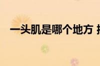 一头肌是哪个地方 揭秘一头肌的真实位置