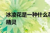 冰凌花是一种什么花 早春寒风中绽放的冰雪精灵