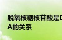 脱氧核糖核苷酸是DNA吗 理解核苷酸与DNA的关系