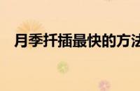 月季扦插最快的方法和技术 最快生根秘籍