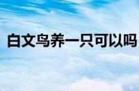 白文鸟养一只可以吗 单养需注意陪伴与互动